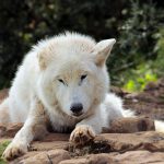 Lobo do Ártico na Natureza
