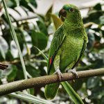Papagaio na Natureza