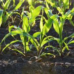 Plantação de Milho em Terra Vegetal