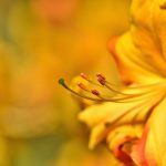 Rododendro Laranja