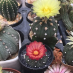 Diversos Cactos Floridos