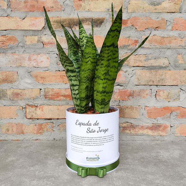 Espada de São Jorge em Ambientes Internos: Cuidados