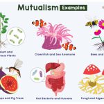 Exemploes de Mutualismo