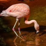 Flamingo-Chileno Bebendo Água