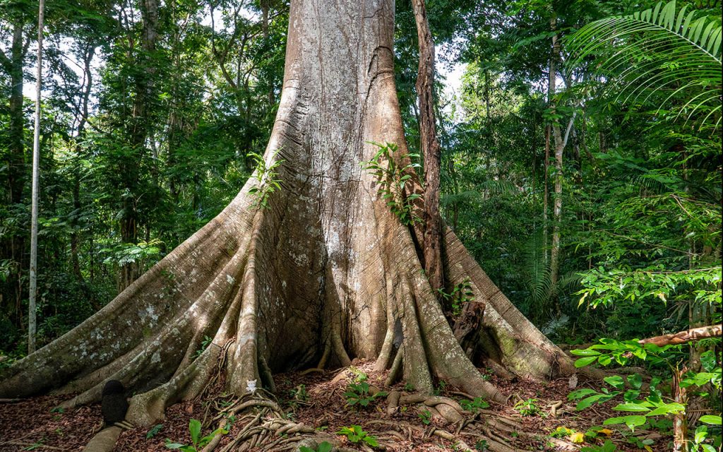 Plantas Medicinais da Amazônia: 8 Espécies Poderosas e Seus Benefícios (2026)