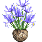Vaso de Íris Holandesa