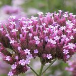 Verbena Rosa