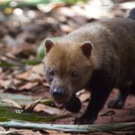 Cachorro-do-Mato-Vinagre na Natureza