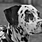 Dalmata em Preto e Branco