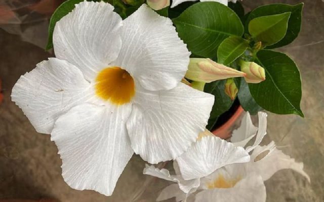 Dicas para Cultivar Jasmim Chileno