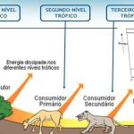 Nível Trófico