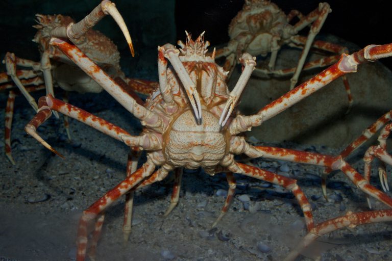 Macrocheira kaempferi