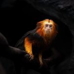 Mico-leão-dourado (Leontopithecus rosalia) na Mata Atlântica