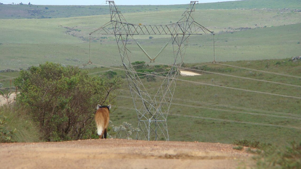 Alimentação do Lobo-Guará: O Que Come e Como Caça no Cerrado (2026)