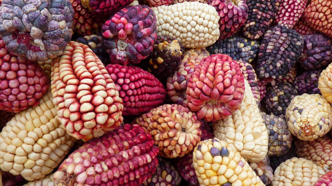Sementes crioulas: o tesouro vivo da agrobiodiversidade brasileira