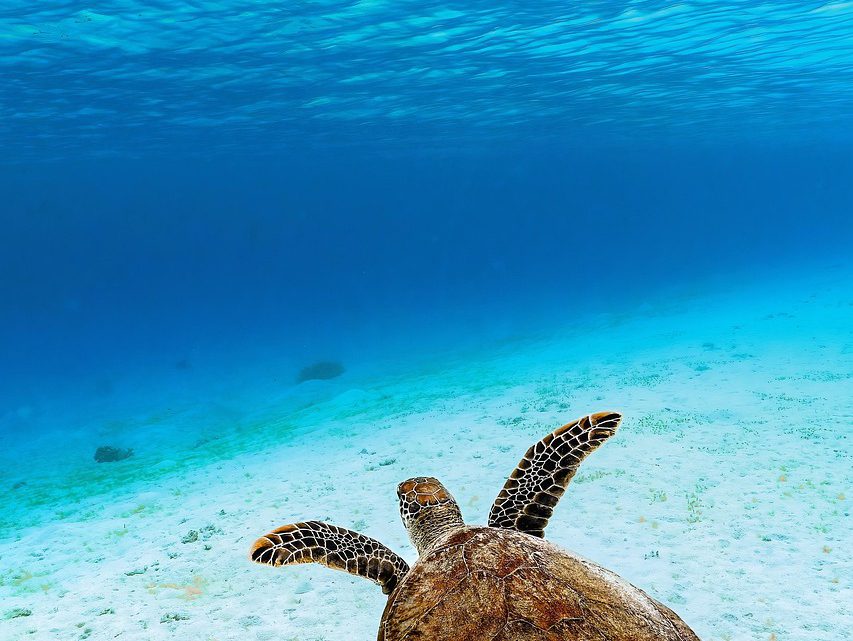 Tartarugas marinhas no Brasil: espécies, ameaças e conservação