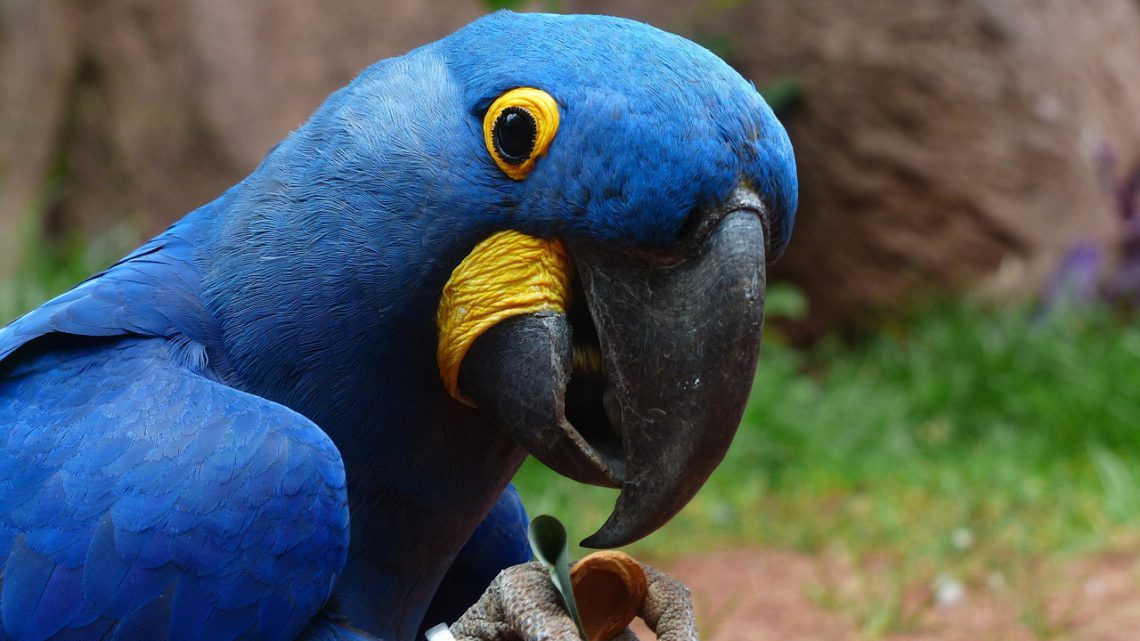 Projeto Arara-Azul: Como a Bióloga Neiva Guedes Salvou a Maior Arara do Mundo no Pantanal