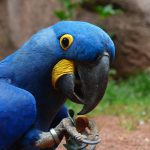 Arara-azul-grande (Anodorhynchus hyacinthinus) no Pantanal