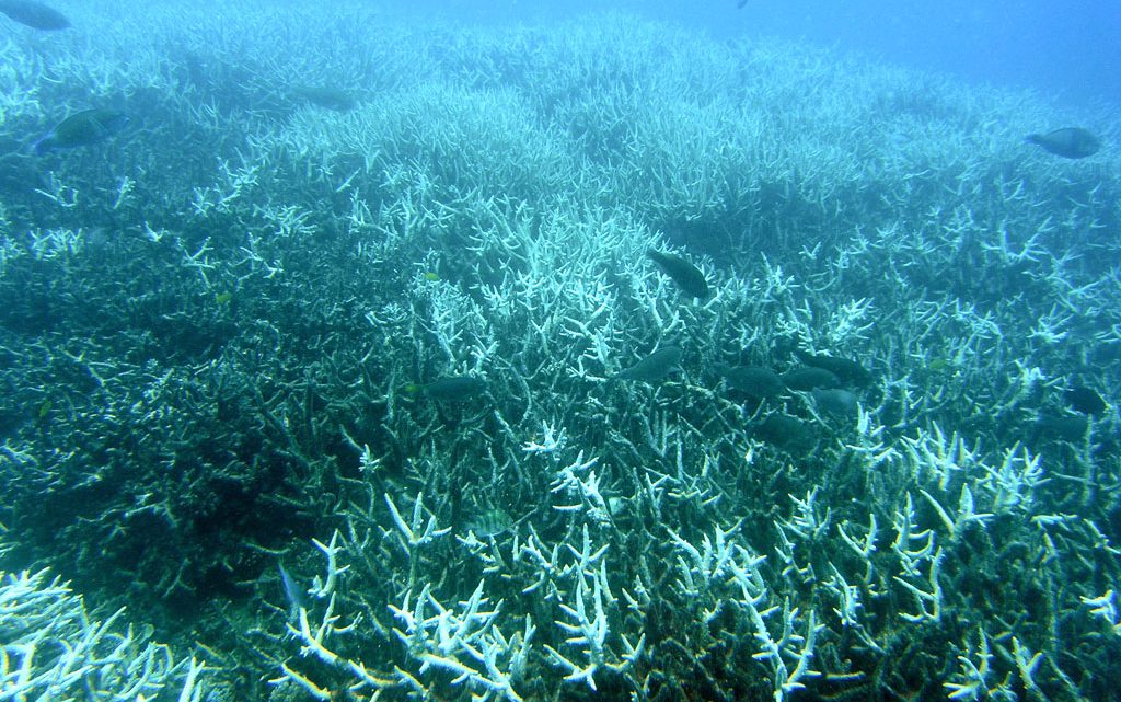 Branqueamento de Corais: O Que É, Causas e Como o Quarto Evento Global Ameaça os Oceanos