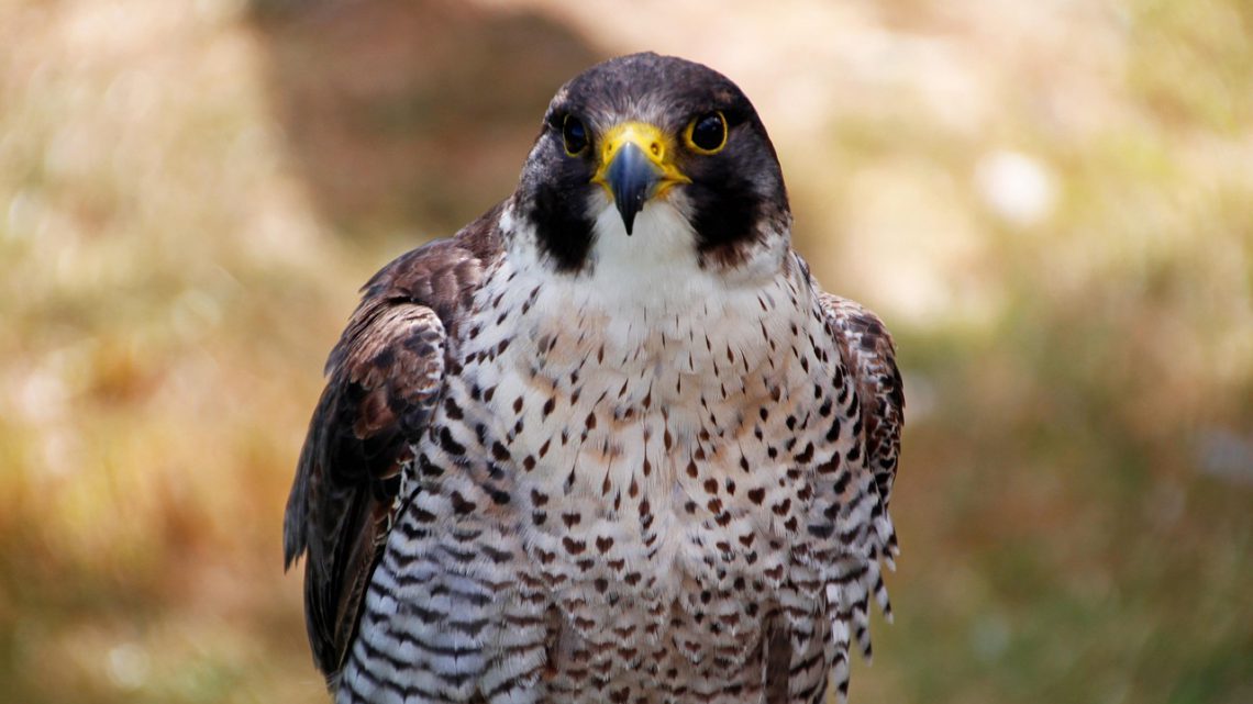 Animais Mais Rápidos da Amazônia: Top 8 Velocistas da Floresta (2026)