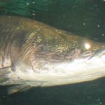 Pirarucu (Arapaima gigas) - o gigante da Amazônia