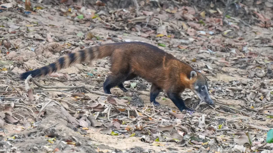Animais com a Letra Q: 10 Espécies e Fotos