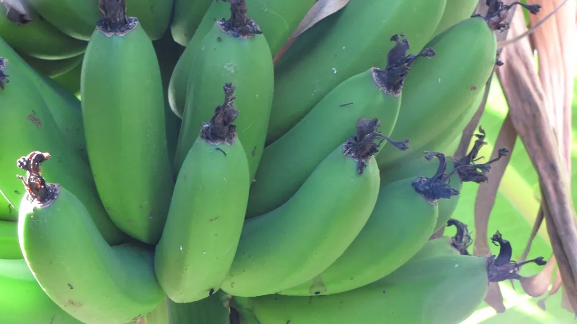 Banana Caturra: O Que É e Diferença Para a Nanica