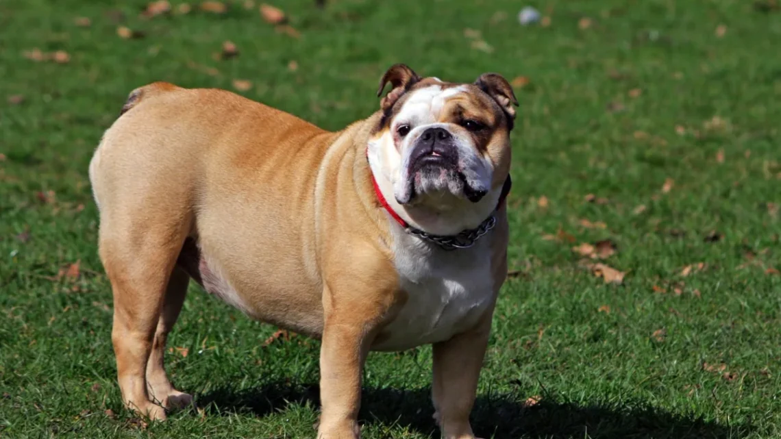 Raças De Cachorro Com Dente Pra Fora: Quais São?