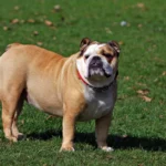 Bulldog ingles, raca com dentes proeminentes (prognatismo mandibular)