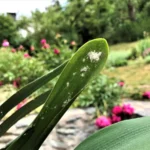Cochonilha-farinhenta branca infestando a base das folhas de uma planta ornamental