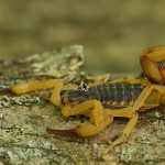 Escorpião-amarelo (Tityus serrulatus), o animal peçonhento que mais causa acidentes no Brasil