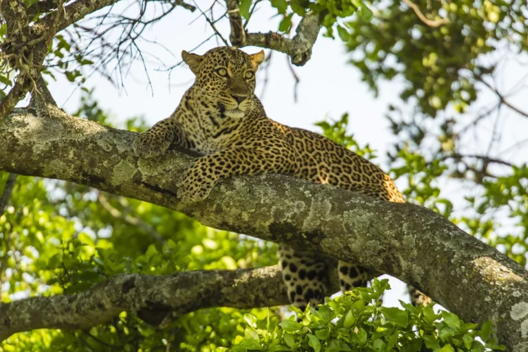 Panthera pardus - imagem ilustrativa