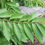 Lagerstroemia speciosa - imagem ilustrativa