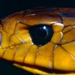 Papa-pinto (Drymarchon corais), serpente conhecida como jararacucu do papo amarelo