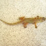 Osga-doméstica-tropical Hemidactylus mabouia, a lagartixa comum nas casas