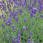 Lavanda (Lavandula angustifolia), flor roxa perfumada que começa com a letra L