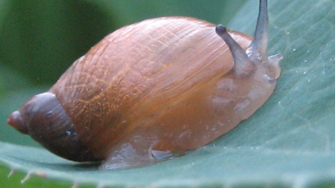 Como Eliminar Lesma e Caracol do Jardim: 7 Métodos Eficazes