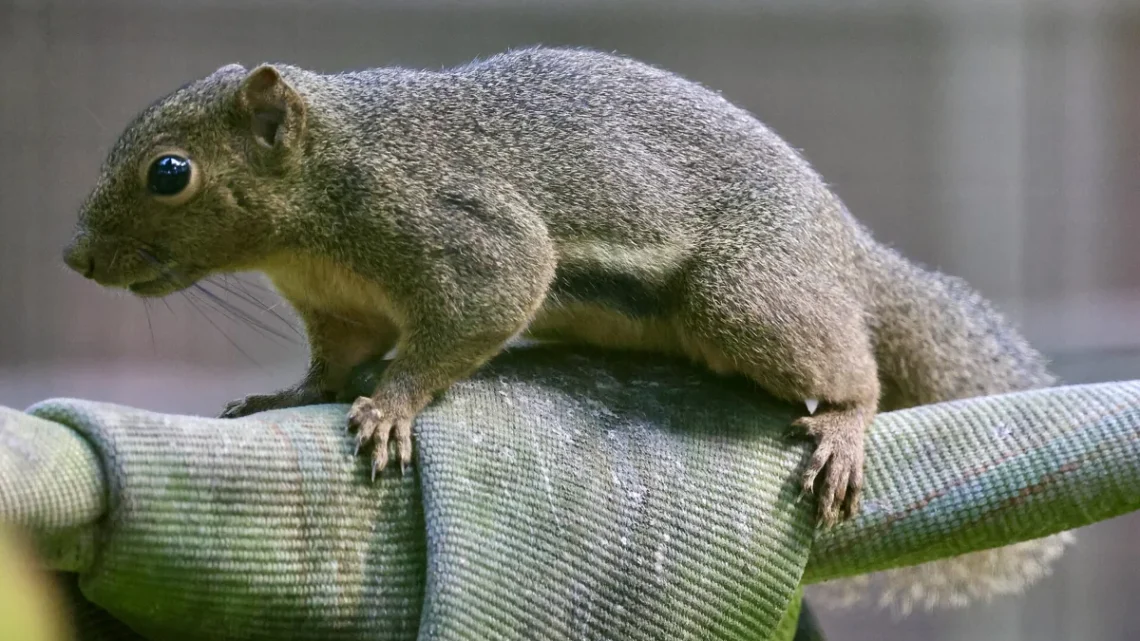 Lista de Animais que Vivem 24 Horas ou Menos