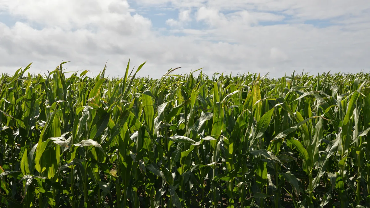 Milho é Fruta ou Legume? Resposta Botânica Definitiva 2026