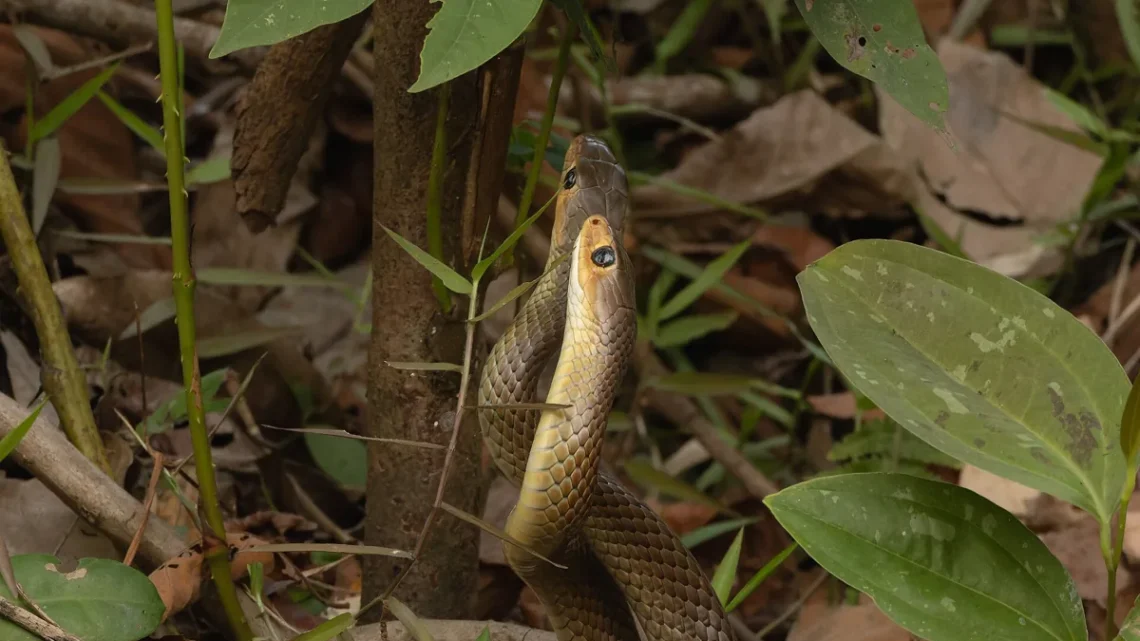 Nomes de Cobras Amarelas