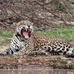 Onça-pintada macho deitada às margens de um rio no Pantanal