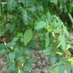 Pimenta malagueta no pé, com frutos pequenos amarelos e alaranjados, cultivada no Brasil