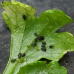 Colônia de pulgões verdes sugando o caule e as folhas de uma planta de coentro