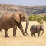Loxodonta africana - imagem ilustrativa