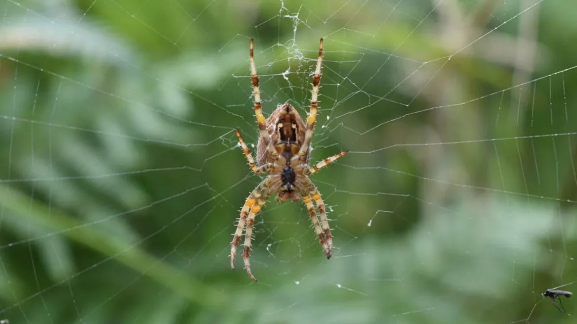 Quanto Tempo Vive uma Aranha? Ciclo de Vida (2026)