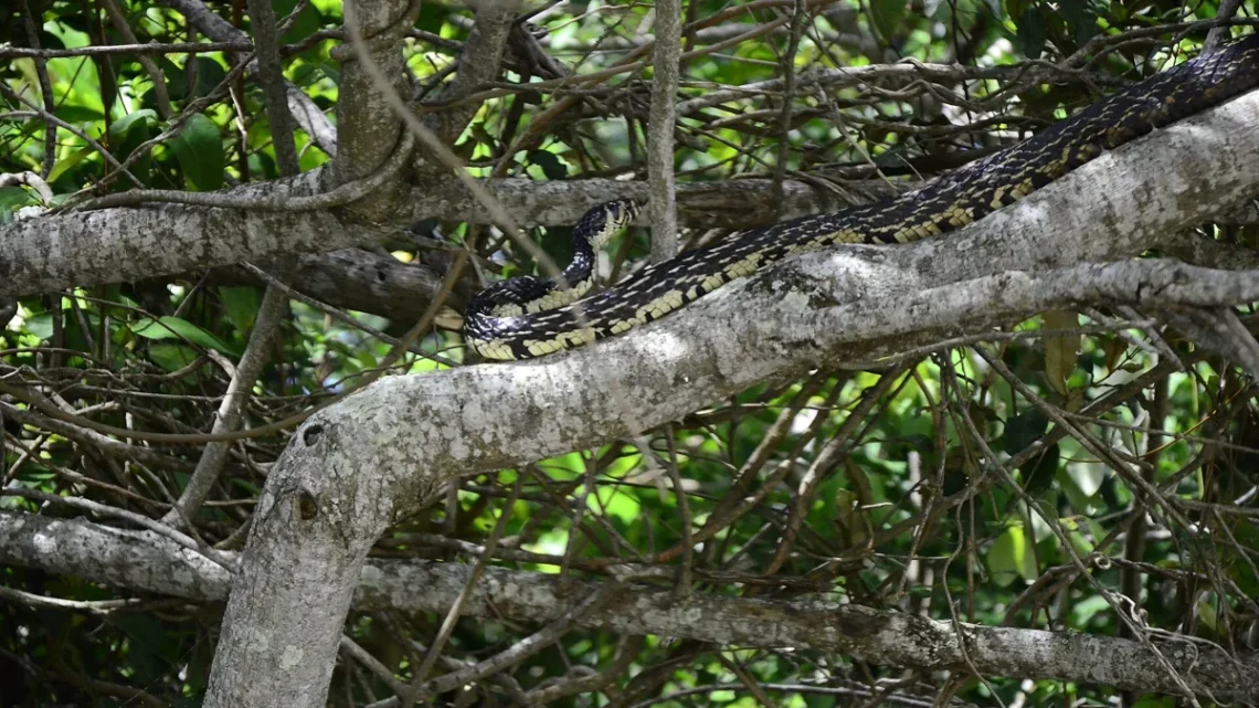 Cobra Amarela: 7 Tipos, Como Identificar e Riscos 2026