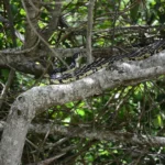 Spilotes pullatus - imagem ilustrativa