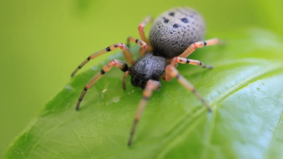 Aranha Preta E Laranja É Venenosa? Qual a Espécie E Fotos