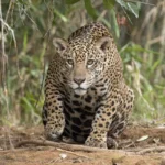 Onca-pintada (Panthera onca palustris) femea no Rio Piquiri demonstrando locomocao