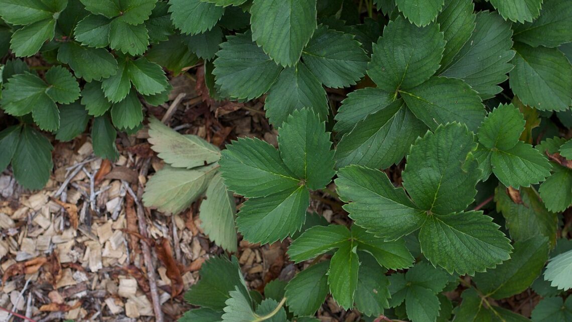 Como Plantar Morango em Casa: Guia Completo para Iniciantes